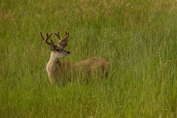 Naklejka na ściany i meble deer in the field