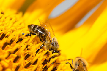 Macro view of honeybee pollinating sunflower seeds