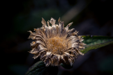 faded flower