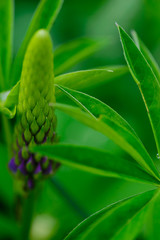Flower of purple lupine on a background of green leaves.