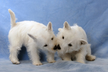 West Highland White Terrier