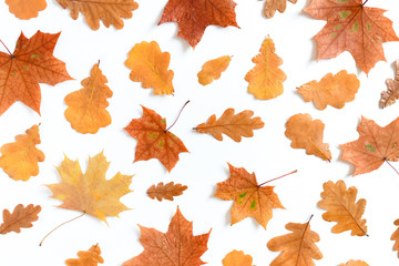 Pattern made from oak and maple leaves on white background