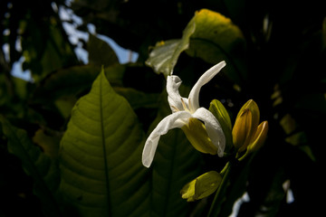 white flower with dark foliage background