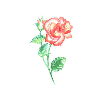 Single red rose with green leaf, romantic handdrawn blossoming flower
