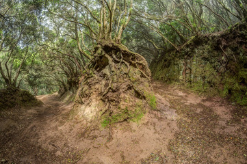 Relict forest on the slopes of the oldest mountain range of the island of Tenerife. Giant Laurels and Tree Heather along narrow winding paths. Paradise for hiking. Fish eye postcard. Canary Islands.