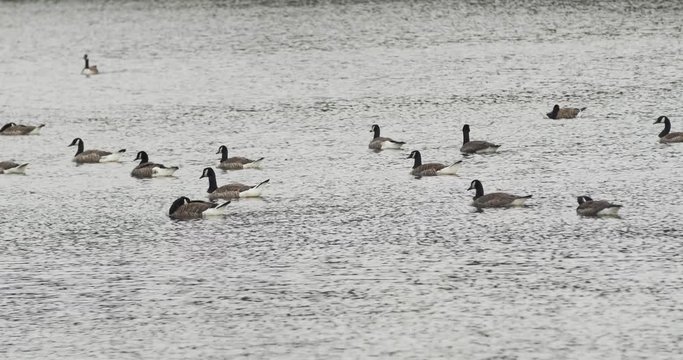 Des oies bernaches du canada sur un plan d'eau