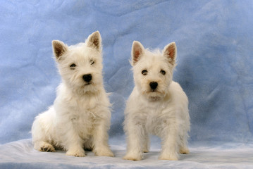 West Highland White Terrier