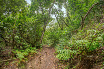 Relict forest on the slopes of the oldest mountain range of the island of Tenerife. Giant Laurels and Tree Heather along narrow winding paths. Paradise for hiking. Fish eye postcard. Canary Islands.