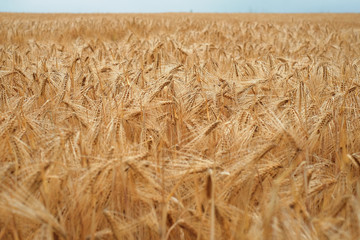 Weizenfeld nach Sommerregen