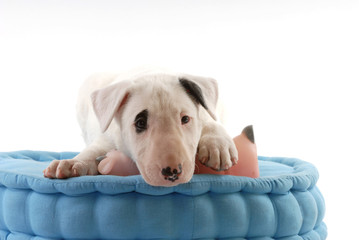 English Bull Terrier