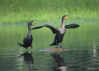 Two Cormorants