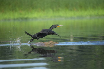 Cormorant Taking Flight