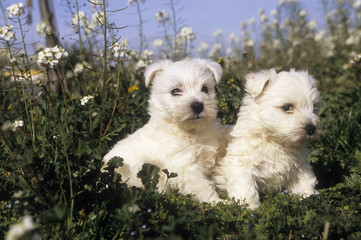 West Highland Terrier