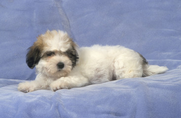 Coton De Tulear