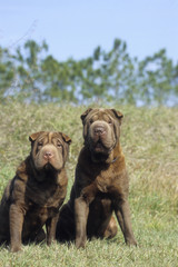 Obraz premium Shar Pei