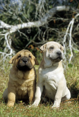 Obraz premium Shar Pei