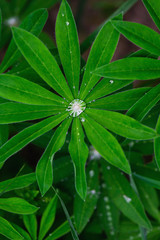 Green leaves of lupine in dew drops.