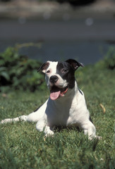 American Pitbull Terrier