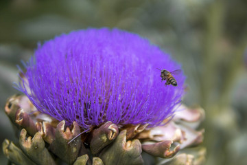  bee pollinating an artichoke flower