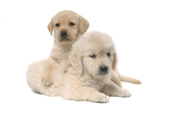 Obraz premium Labrador Retriever