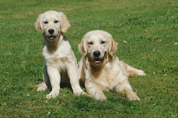 Golden Retriever