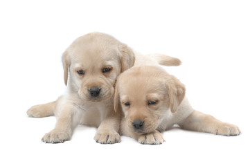 Obraz premium Labrador Retriever