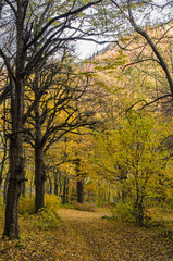 Fototapeta premium alley strewn with Golden leaves from trees in autumn