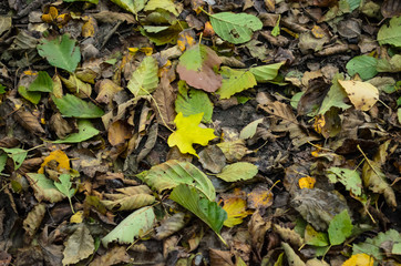 yellow maple leaf on a background of yellow green leaves
