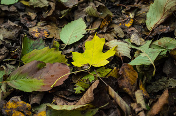 yellow maple leaf on a background of yellow green leaves