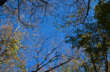 tree branches with yellow and green leaves against the blue sky