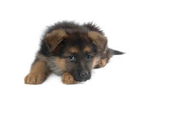 German Shepherd