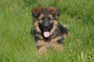 German Shepherd