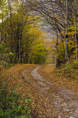 alley strewn with Golden leaves from trees in autumn