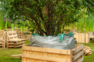 packaged shrub ready for planting