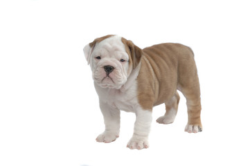 English Bulldog
