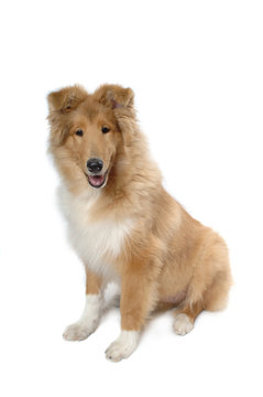 Scotch Collie