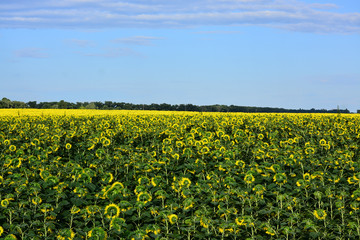Fototapeta na wymiar A large field of sunflowers on a summer day.