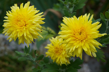 Nice yellow flowers in a botanical garden