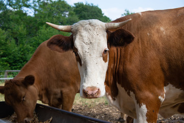 weiß braun gehörnte Kuh