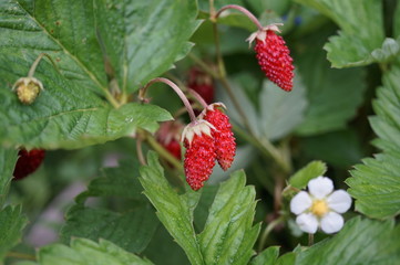 Closeup of a wild strawberry with berries and florets