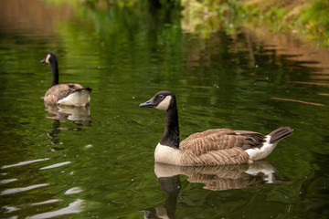 Kanadagänse auf der ruhr