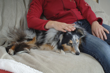 Shetland Sheepdog