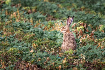 Brown hare. European wildlife. Wild animals. Rabbit.