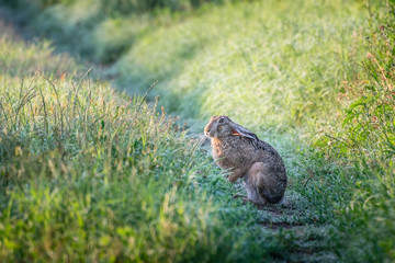 Brown hare. European wildlife. Wild animals. Rabbit.