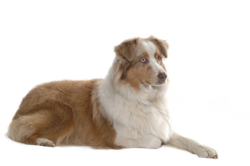 Australian Shepherd