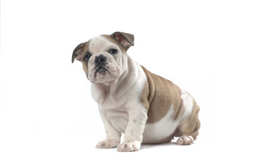 English Bulldog