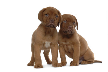 French Mastiff