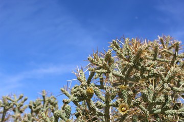In the margins of 29 Palms, this native Mojave species known commonly as Pencil Cholla and botanically as Cylindropuntia has multiple paths of propagation, pollination and vegetative reproduction.