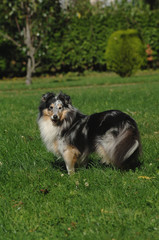 Shetland Sheepdog