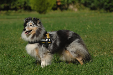 Shetland Sheepdog